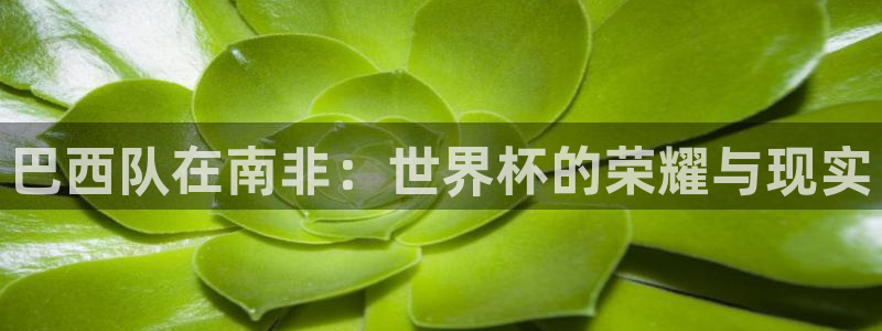 2026世界杯欧洲预选赛赛程表:巴西队在南非:世界杯的荣耀与现实